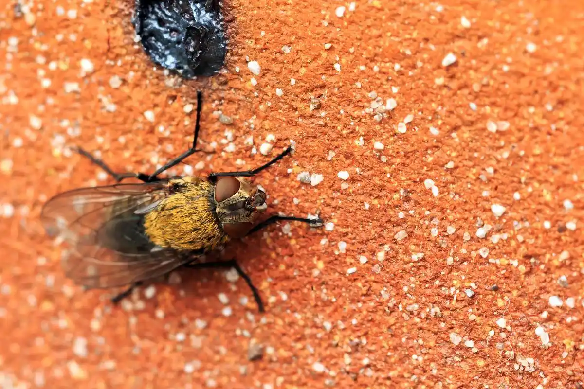 多国传染病爆发，全球疫情挑战下的霍乱、登革热等情况